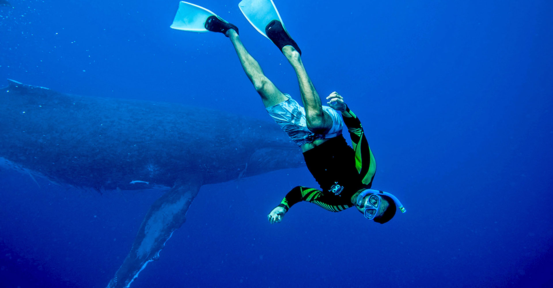 Swimming with whales in tonga