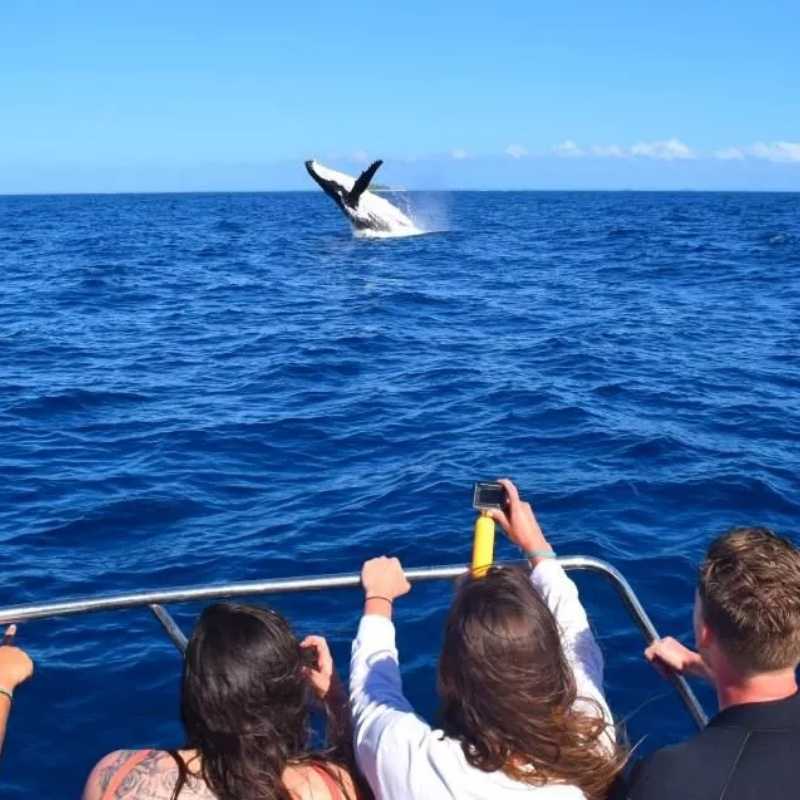 swim with whales tonga