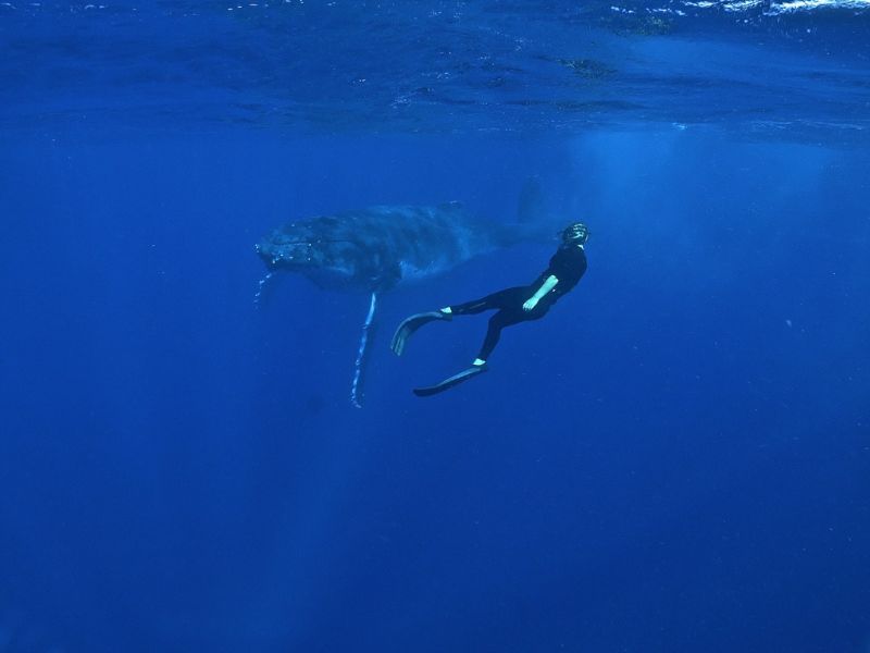 Tongan Expeditions Dive and Whale Watching