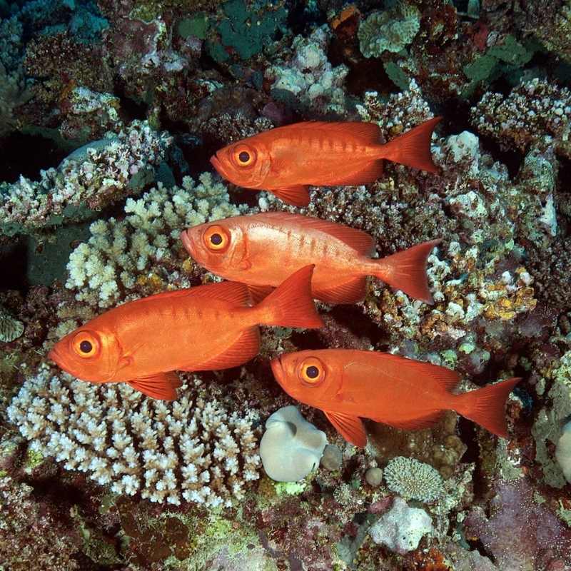 coral reef tonga
