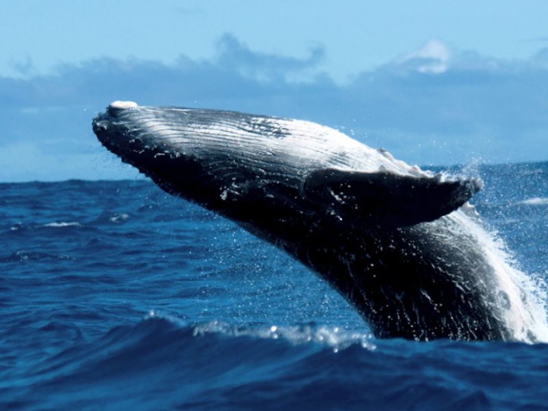 Whalesong Tonga