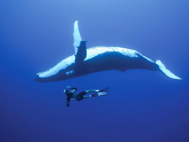 Diving in Tonga